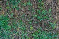 Climbing fig or Creeping fig (Ficus Pumila)