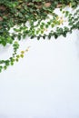 Climbing fig creeping fig, Ficus pumila, woody evergreen vine, has creeping or vining habit, used in gardens and landscapes