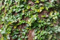 climbing fig wrapped around tree in the rain forest. tropical Royalty Free Stock Photo