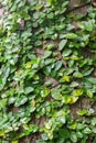 Climbing fig wrapped around tree in the rain forest. tropical Royalty Free Stock Photo