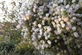 Climbing flower from a Clematis tangutica group Clematis Bill MacKenzie also known as golden clematis or silky seed heads in bloom Royalty Free Stock Photo