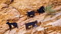 Climbing goats on a rock face in the Atlas Mountains.