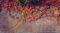 Climbing grape plant with red ivy leaves in fall on the old brick wall. Autumn seasonal background. Vintage toning. Wide banner. Royalty Free Stock Photo