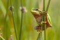 Climbing Green European tree frog en profile