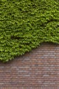 Climbing green ivy on brick wall Royalty Free Stock Photo