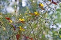 Climbing Guinea Flower entwined around Wattle Royalty Free Stock Photo