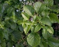 Climbing hydrangea, Hydrangea petiolaris, budding leaves on branch