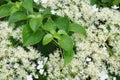 Climbing hydrangea Royalty Free Stock Photo