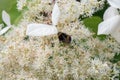 Climbing hydrangea, Hydrangea petiolaris, white flowers and bumblebee
