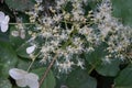 Climbing hydrangea, Hydrangea petiolaris, white flowers