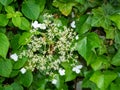 Climbing hydrangea, Hydrangea petiolaris, close up of white flowers among green foliage, Netherlands