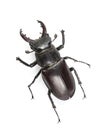 Climbing Isolated Stag Beetle