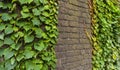 Climbing ivy, green ivy plant growing on old brick wall of abandoned house Royalty Free Stock Photo