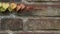 Climbing ivy, green ivy plant growing on old brick wall of abandoned house Royalty Free Stock Photo