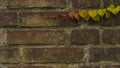 Climbing ivy, green ivy plant growing on old brick wall of abandoned house Royalty Free Stock Photo