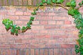 Climbing ivy, green ivy plant growing on old brick wall of abandoned house. Antic style background