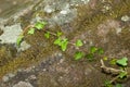 Climbing ivy on stone with moss in caudophile forest Hedera Helix Royalty Free Stock Photo