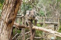 Climbing Koala on wooden pole in Koala Conservation center in Cowes, Phillip Island, Victoria, Australia Royalty Free Stock Photo