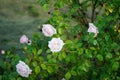 Climbing light pink rose bush blooms in June in the garden. Berlin, Germany