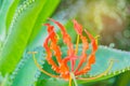 Climbing Lily, Superb Lily, Gloriosa superba flower Colchicaceae with the beam, light and lens flare effect tone, the wildflow