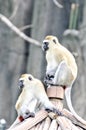 Climbing long tailed monkey guenon langur