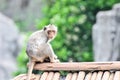 Climbing long tailed monkey guenon langur