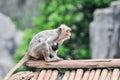 Climbing long tailed monkey guenon langur