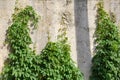 Climbing maiden grapes creeping up the concrete retaining wall Royalty Free Stock Photo