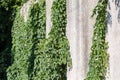 Climbing maiden grapes creeping up the concrete retaining wall Royalty Free Stock Photo