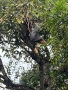 climbing on a Mango tree Royalty Free Stock Photo