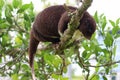 Climbing Mountain Cuscus Royalty Free Stock Photo