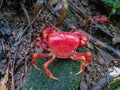 Climbing a mountain in the mountains meets a crab and is still red.