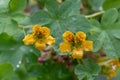 Climbing Nasturtium Tropaeolum ciliatum, orange-yellow flowers