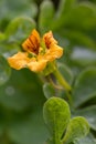 Climbing Nasturtium Tropaeolum ciliatum, an orange-yellow flower