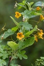 Climbing Nasturtium Tropaeolum ciliatum, with orange-yellow flowers