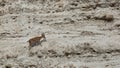 Climbing Nubian Ibex Capra Ibex Nubiana in Ein Gedi nature reserve, Israel Royalty Free Stock Photo