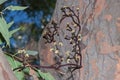 Climbing Orchid