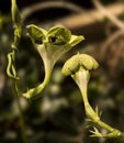 Parachute plant Ceropegia sandersonii