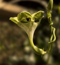 Parachute plant Ceropegia sandersonii