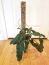 The climbing Philodendron Billietiae Dark Form on a moss pole
