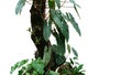 Climbing philodendron Philodendron billietiae tropical foliage plant growing on rainforest tree trunk with Bromeliads, Anthurium