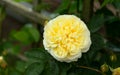 Climbing The Pilgrim yellow David Austin english Auswalker rose in summer garden