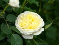 Climbing The Pilgrim yellow David Austin english Auswalker rose in summer garden