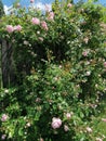 Climbing pink roses on the fence Royalty Free Stock Photo