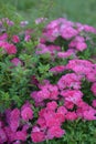 Climbing Pink roses in the garden Royalty Free Stock Photo