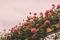 Climbing pink roses in summer garden Royalty Free Stock Photo