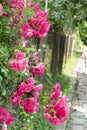 Climbing pink roses wrapped around a mesh metal fence with barbed wire Royalty Free Stock Photo