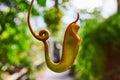 Climbing Pitcher Plant Tendril with Bud in Soft Light