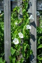 Climbing plant with beautiful white flowers on an old wooden fence, in the garden, in the countryside. Close-up. Royalty Free Stock Photo