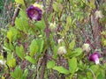 Climbing plant Cobaea scandens also known as the cup-and-saucer vine